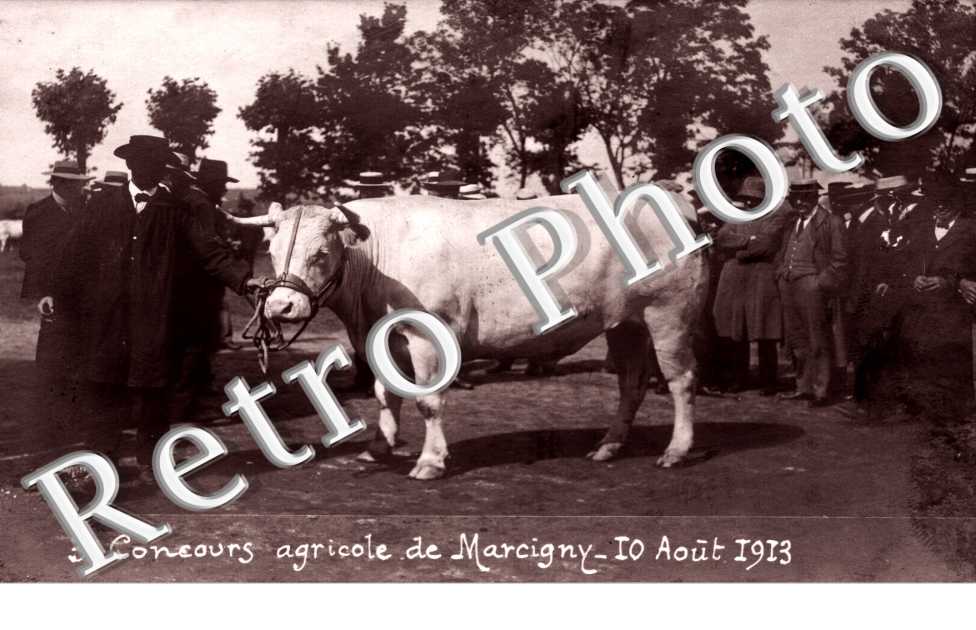 Concours agricole du 10 aout 1913 - taureau