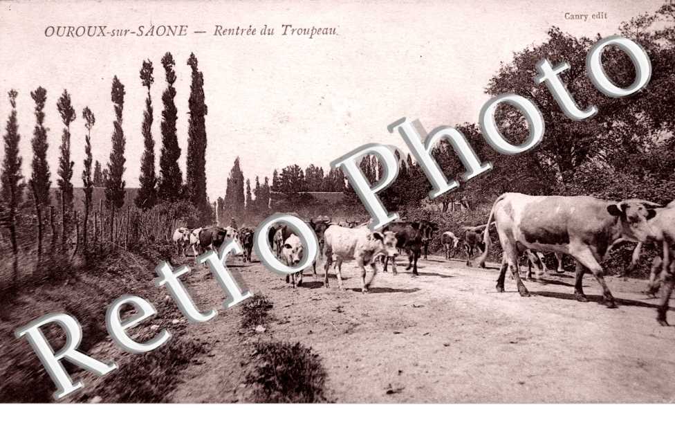 rentree du troupeau