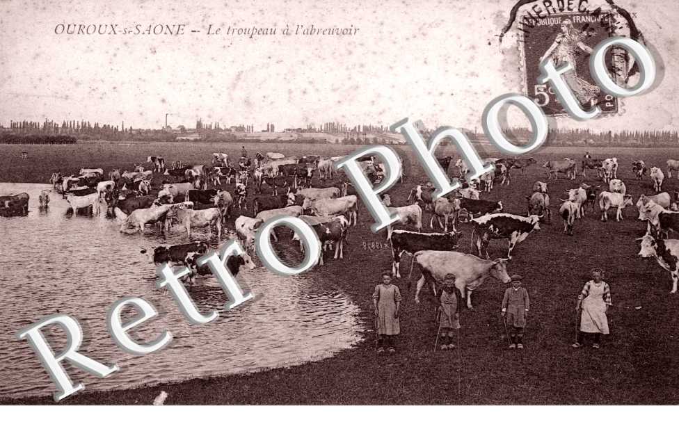 Le troupeau a l&#039;abreuvoir - elevage