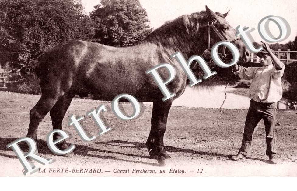 Cheval Percheron - Un étalon