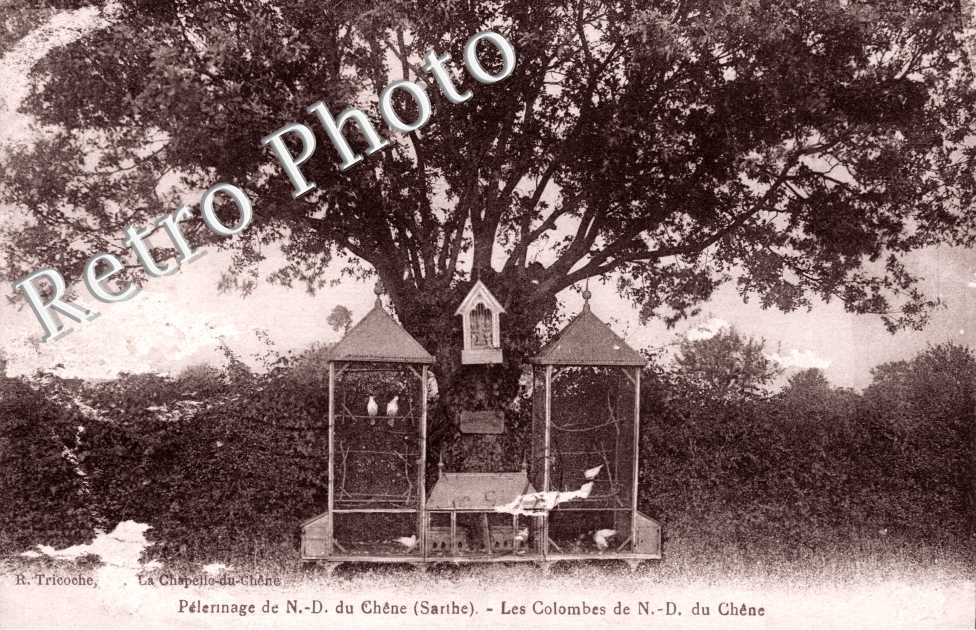 Pelerinage de Notre Dame du Chene, les colombes