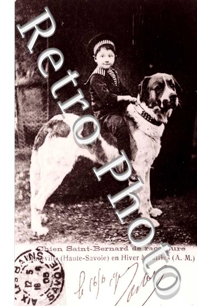 chien Saint Bernard de race pure