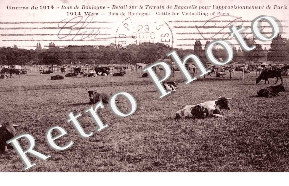 Au Bois de Boulogne Betail sur le terrain de Bagatelle en 1914