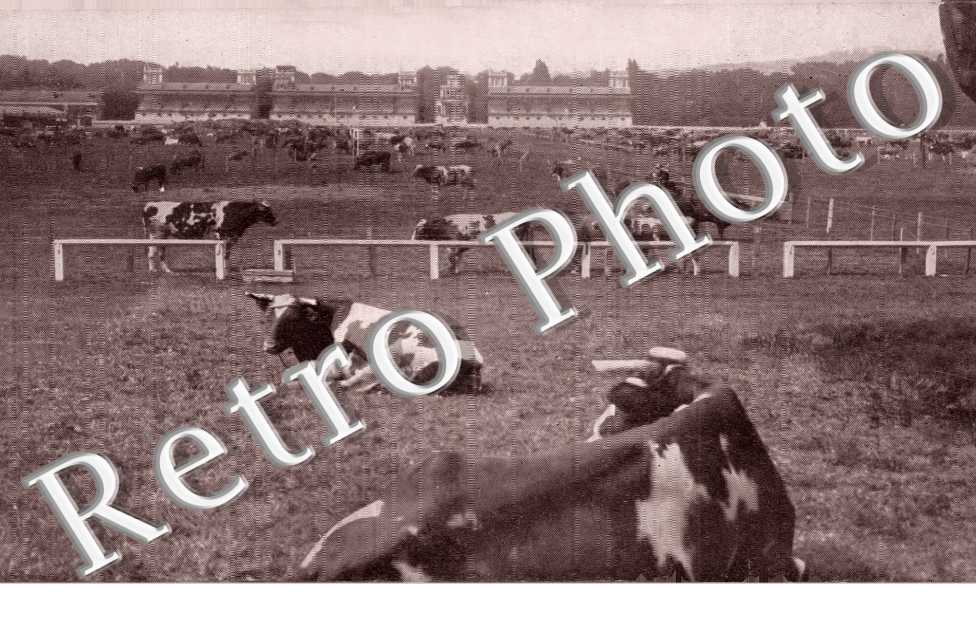 Betail sur le champ de courses de Longchamps