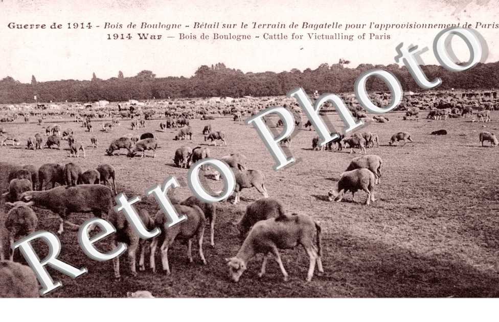 Bois de Boulogne, Betail sur le terrain de Bagatelle pour l'approvisionnement de Paris