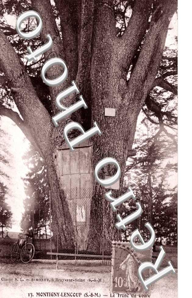 le Tronc du Cedre