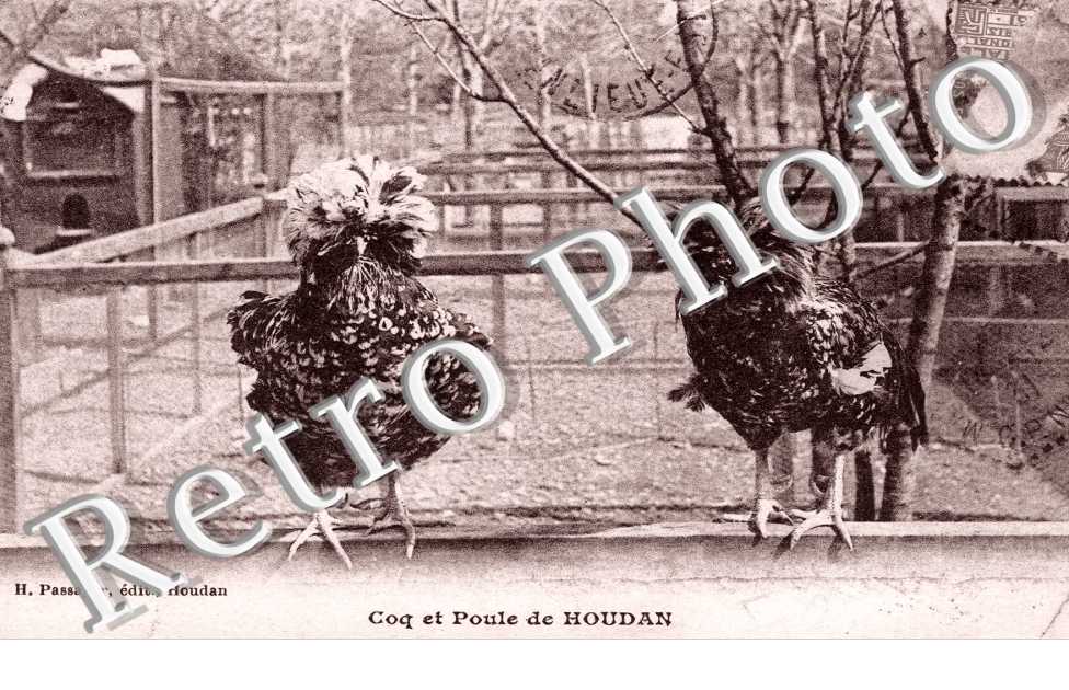 Coq et Poule