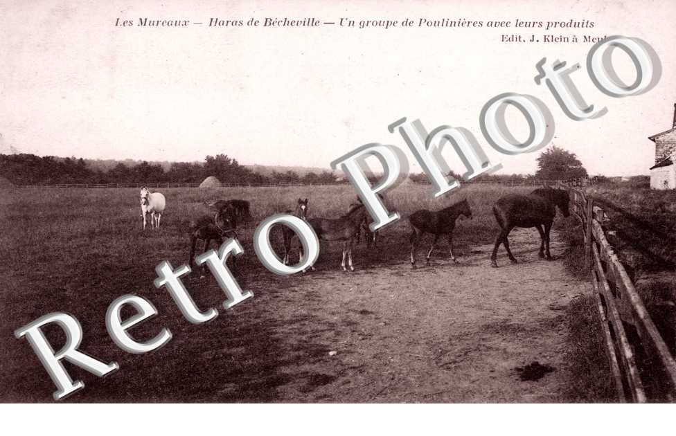 Haras de Becheville, groupe de Poulinieres avec leurs produits