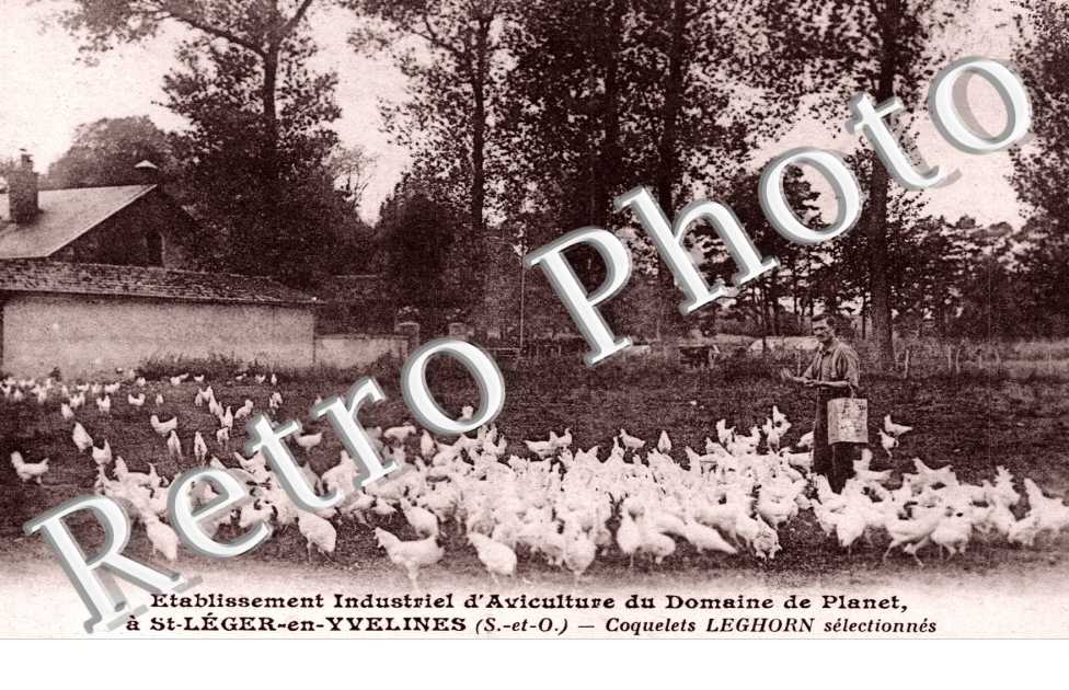 etablissement industriel d&#039;aviculture du Domaine de Planet Coquelets Leghorn