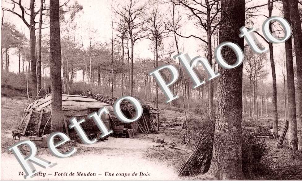 Une coupe de bois
