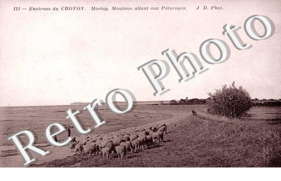Morlay. Moutons allant aux Pâturages