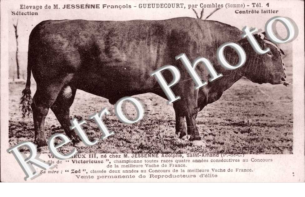 Victorieux III, ne chez M. Jessenne