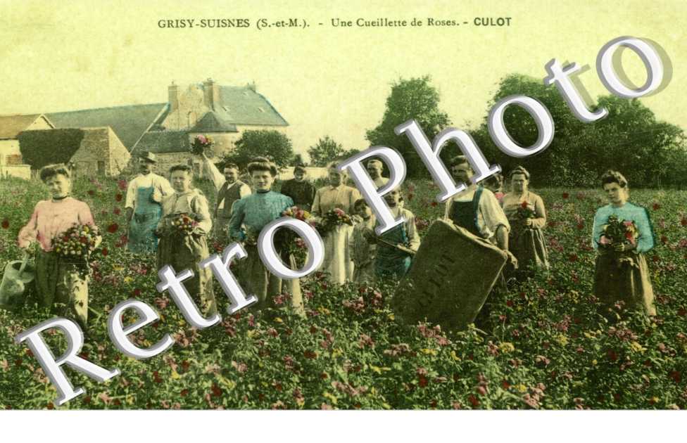 Une cueillette de roses