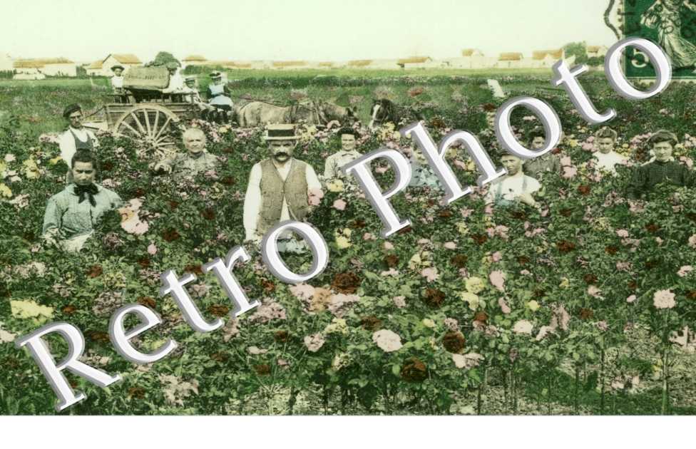 Culture speciale de rosiers - une cueillette de roses