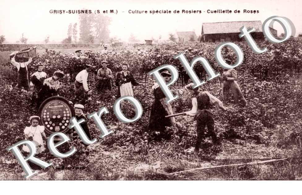 Culture speciale de rosiers - cueillette de roses
