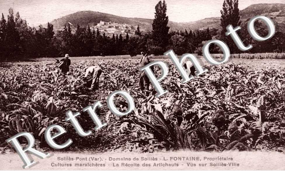 Domaine de Sollies - L. Fontaine, Proprietaire Cultures Maraicheres, la Recolte des Artichauts