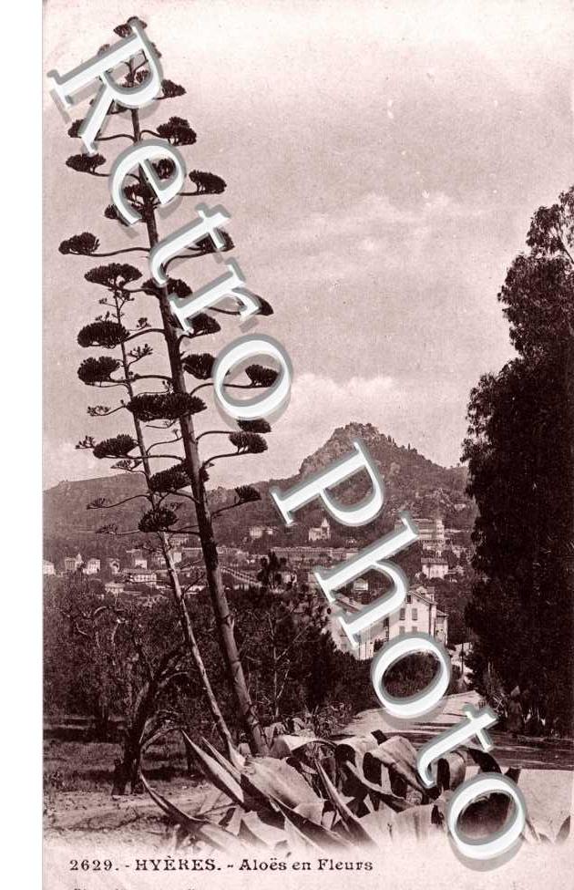 AloÃ«s en fleurs