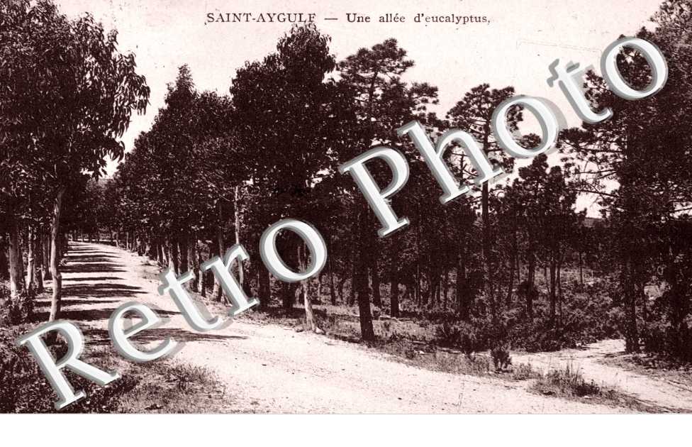 Une allee d&#039;eucalyptus