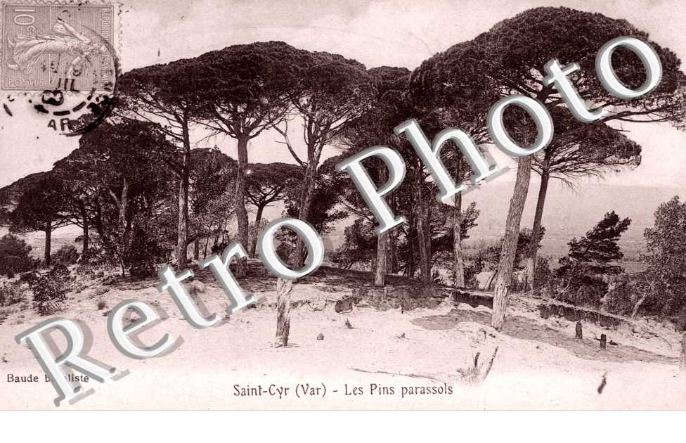 Les pins parassols