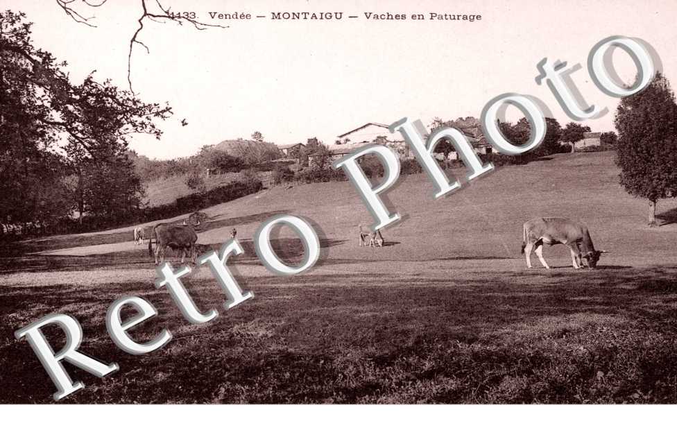 Vaches en Paturage