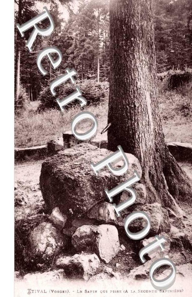 le Sapin qui "pisse" (a la seconde sapiniere)