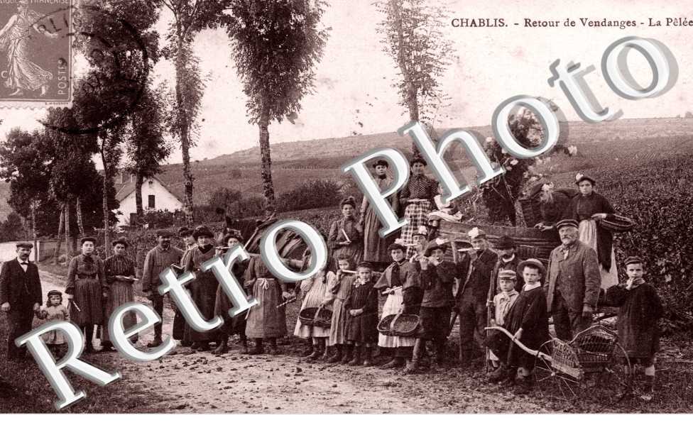 Retour des Vendanges, la Pelee