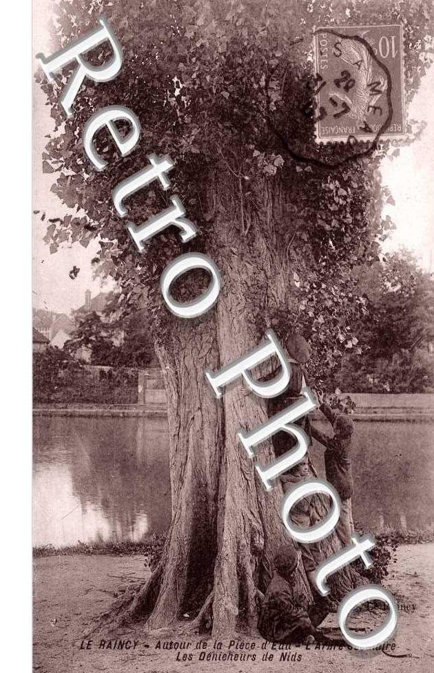L&#039;Arbre seculaire, les Denicheurs de Nids