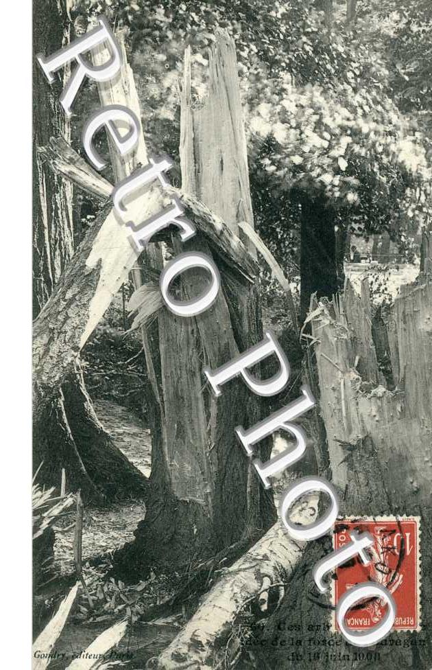 Arbres apres le passage de l'ouragan 16 juin 1908