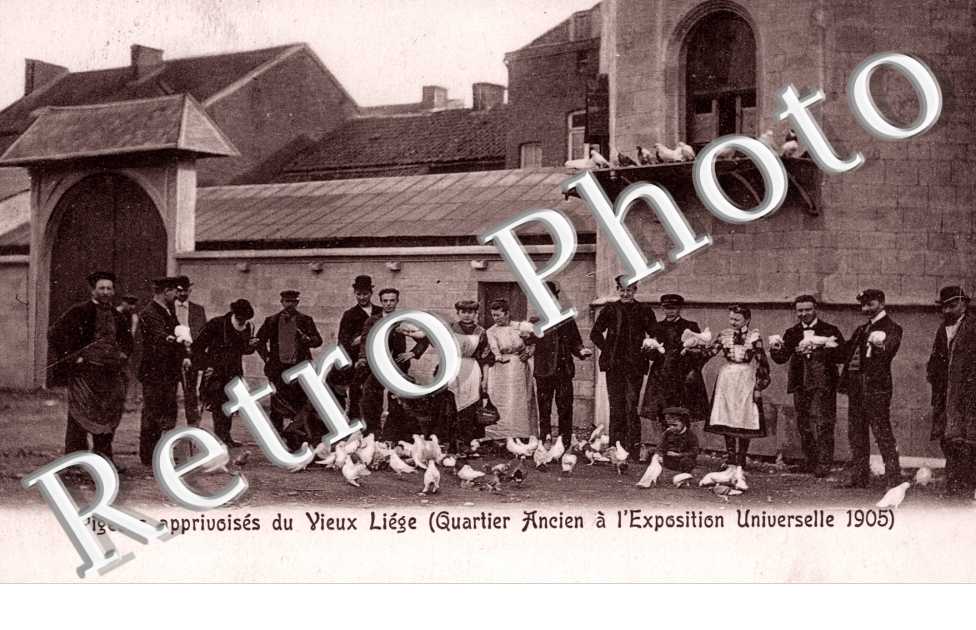 Pigeons apprivoises du vieux Liege