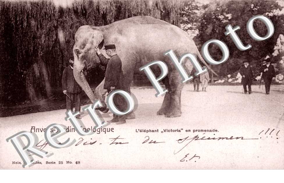 Jardin Zoologique, l&#039;elephant Victoria en promenade