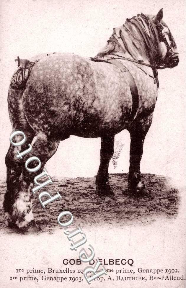 Cob d&#039;Elbecq