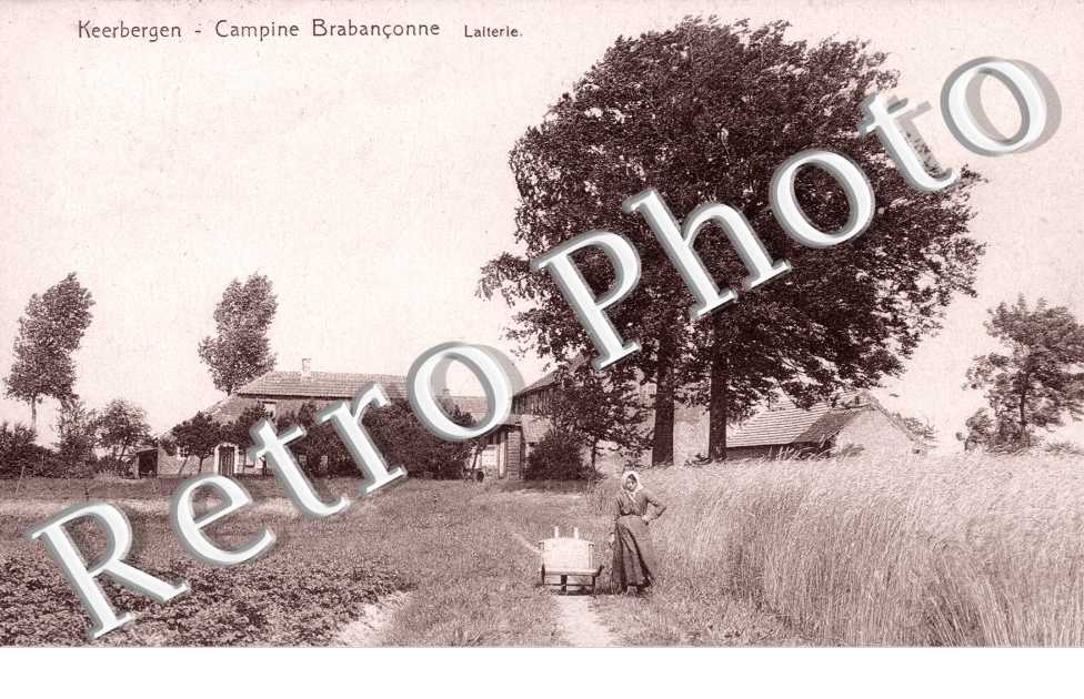 Campine Brabanconne, Laiterie