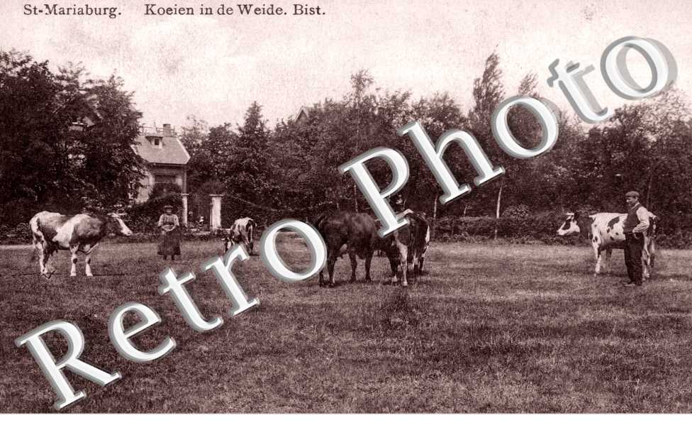 Koeien in de Weide. Bist