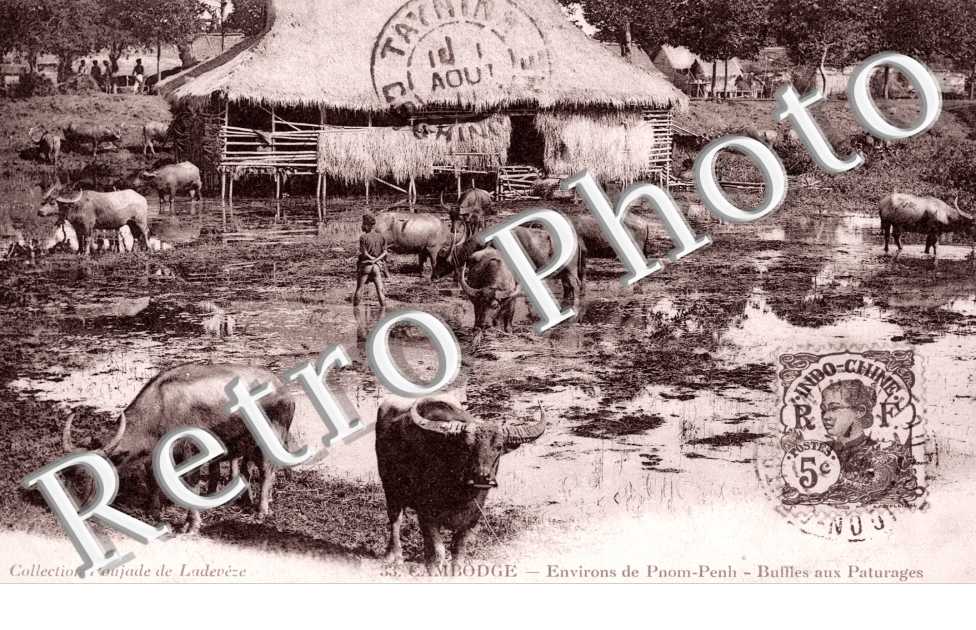 Buffles au paturage
