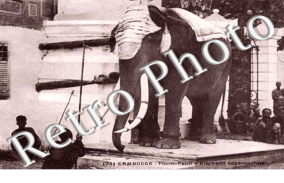 Elephants caparaconne