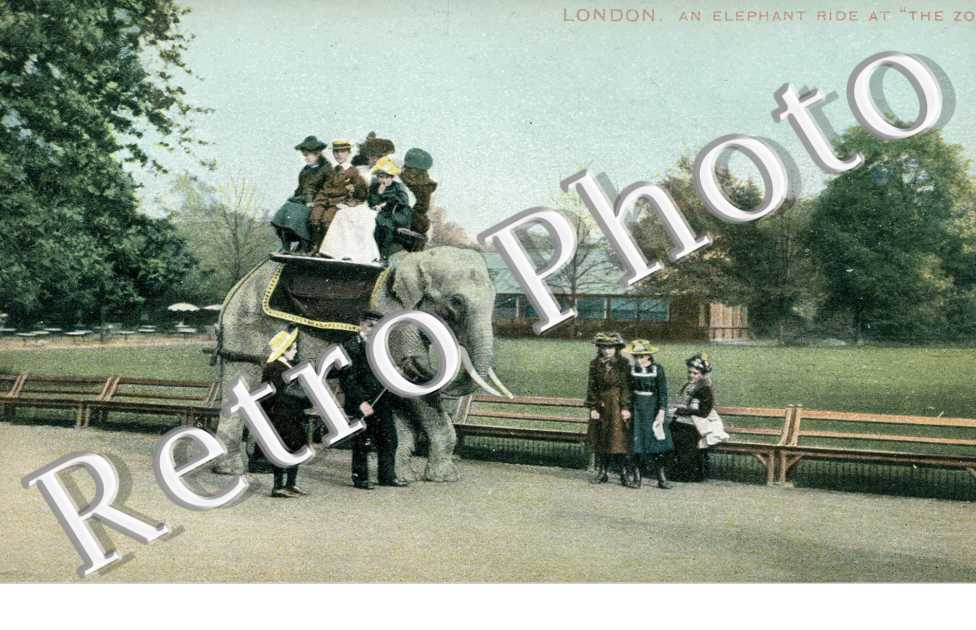 An Elephant ride at "the Zoo"