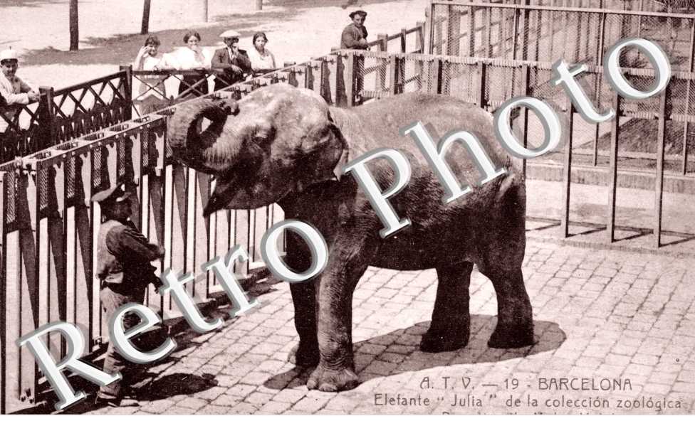 Elefante "Julia" de la coleccion zoologica, Donativo de Muley Hafid