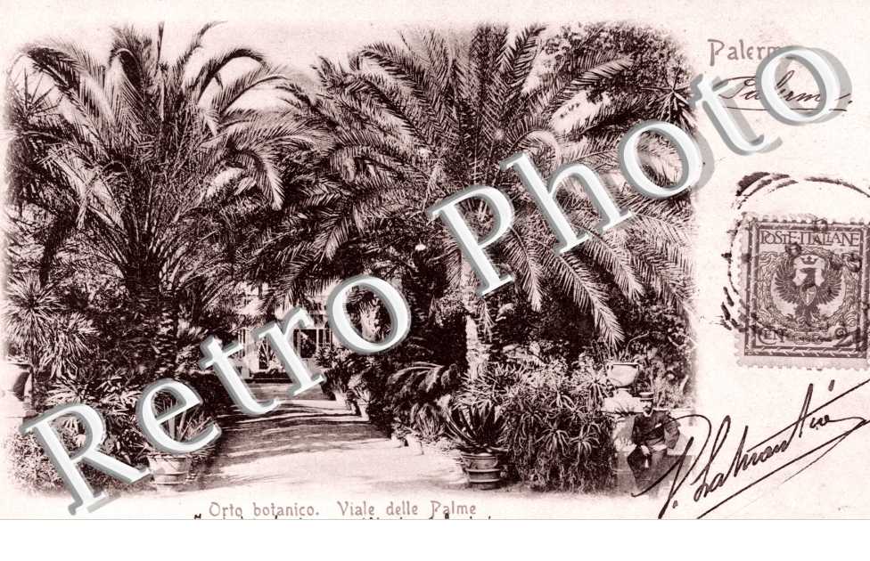 Orto botanico. Viale delle Palme
