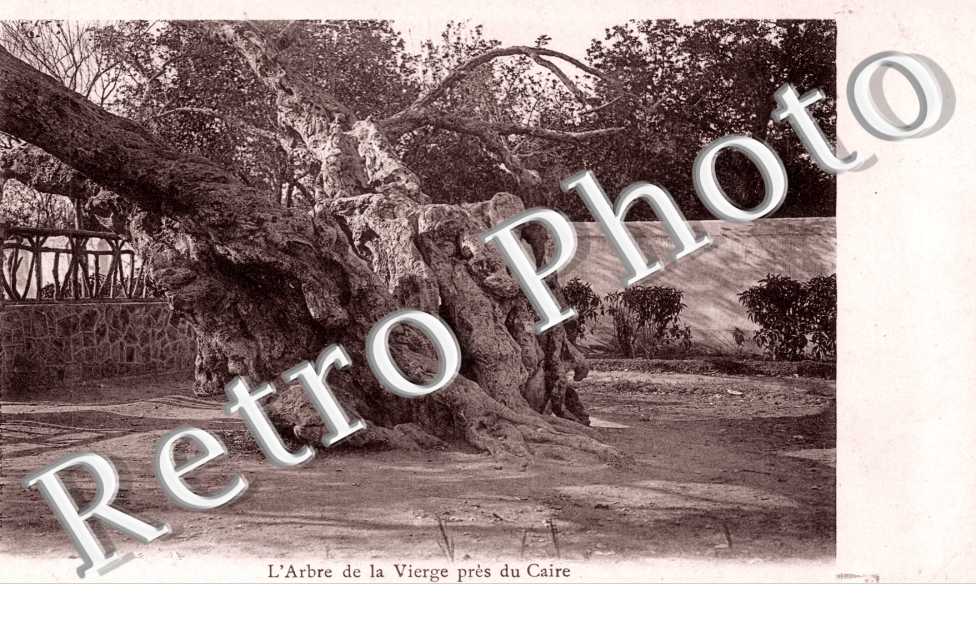 l'arbre de la Vierge pres du Caire
