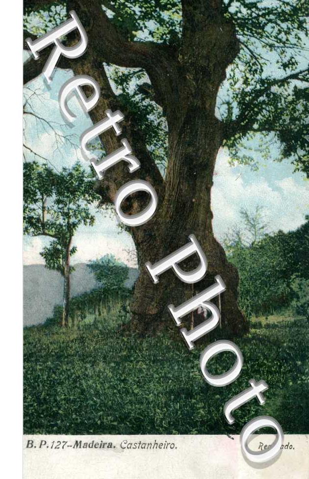 Castanheiro