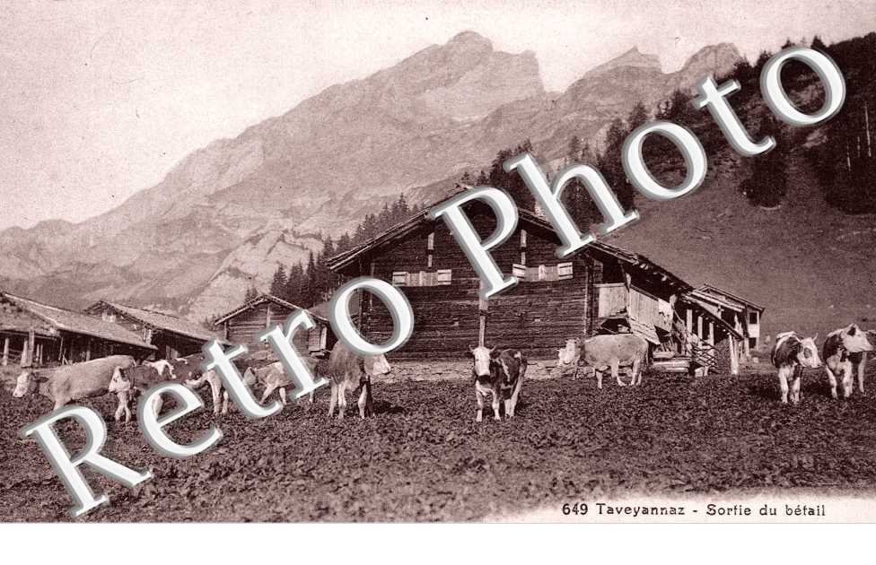 Taveyannaz, Sortie du Betail