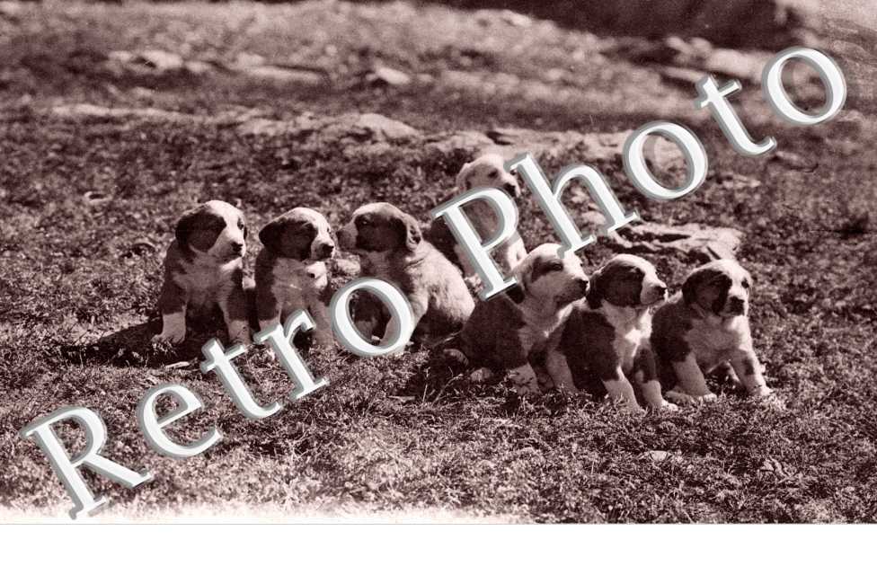 Famille de chiens du Grand Saint Bernard