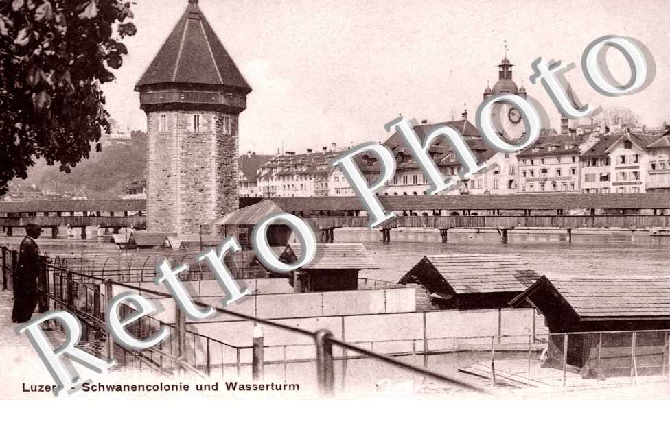 Schwanencolonie und Wasserturn