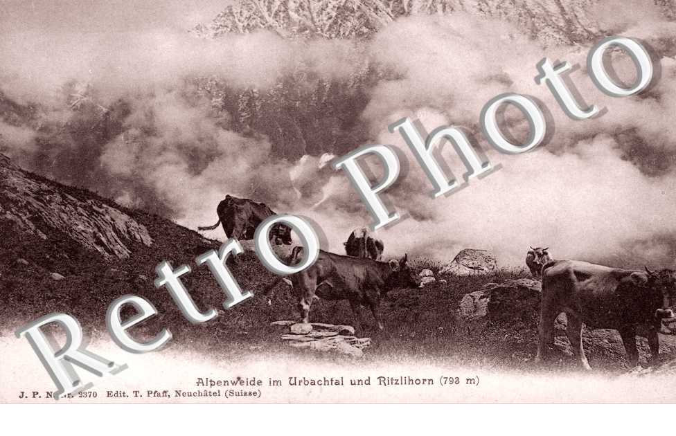 Alpenweide im Urbachtal