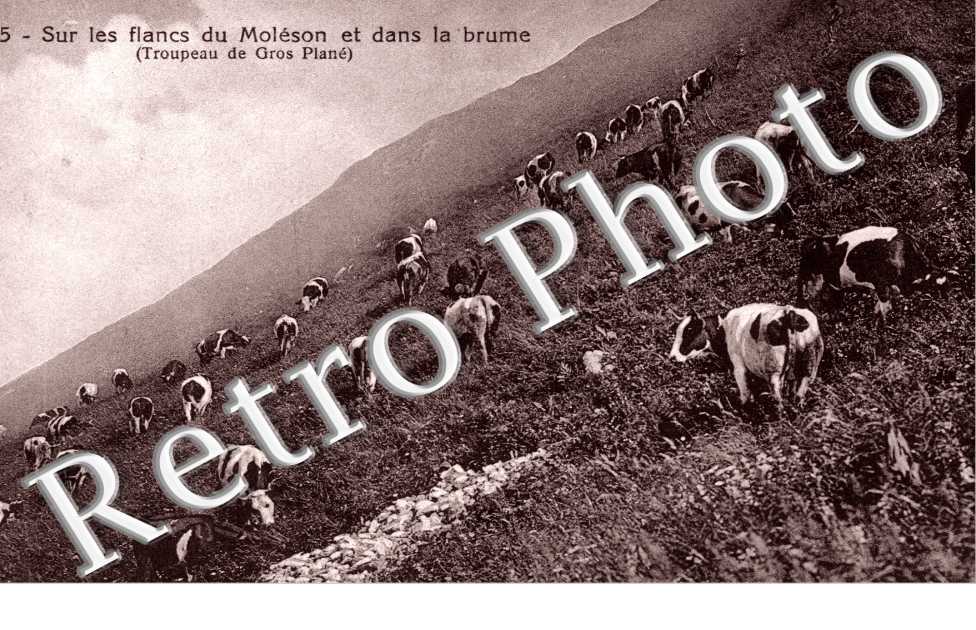 Sur les flancs du Moleson Troupeau de Gros Plane