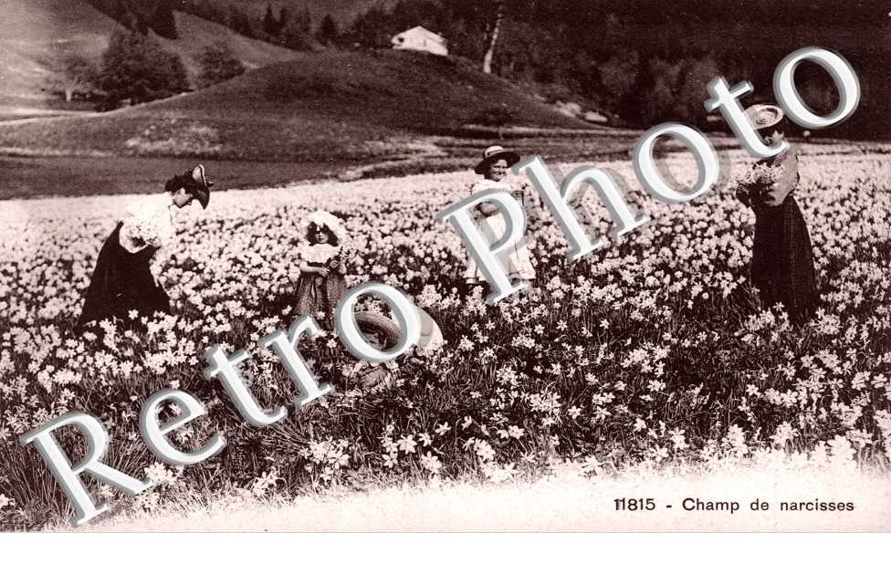 Champs de narcisses