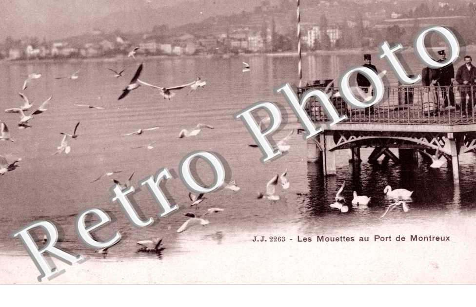 Les mouettes au port de Montreux
