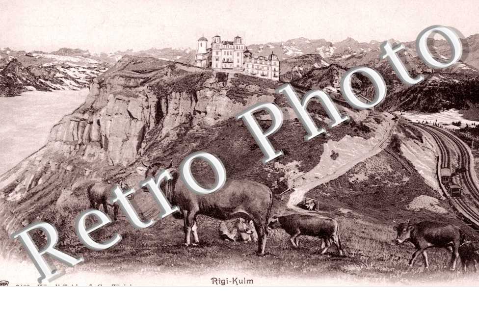 Vaches et taureaux Vue generale
