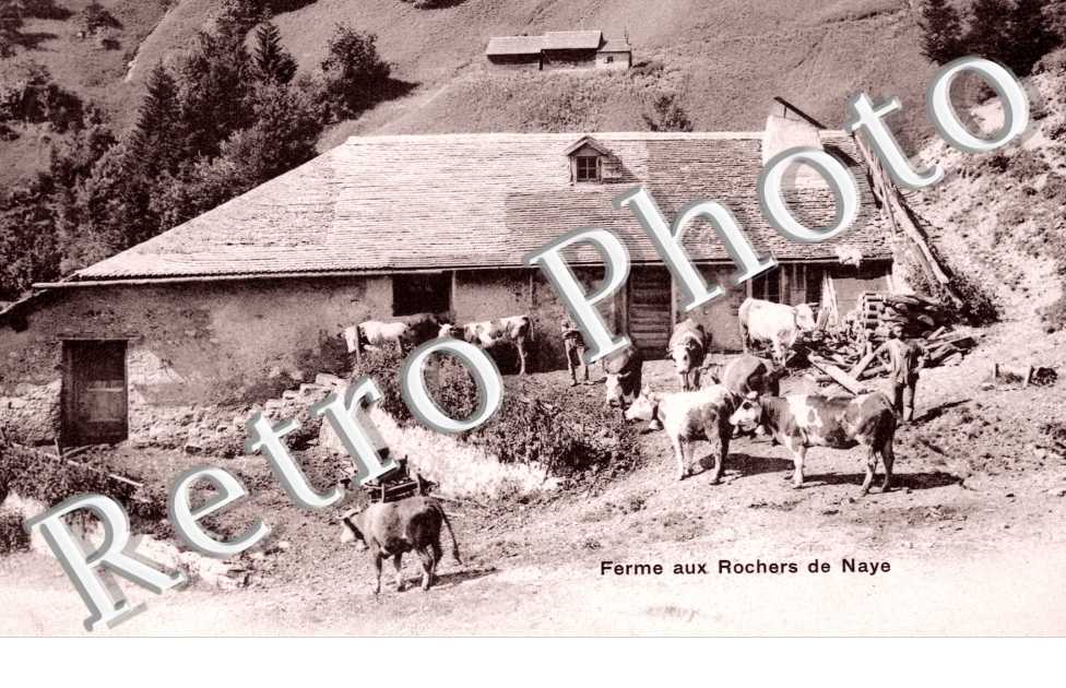 Ferme aux Rochers de Naye