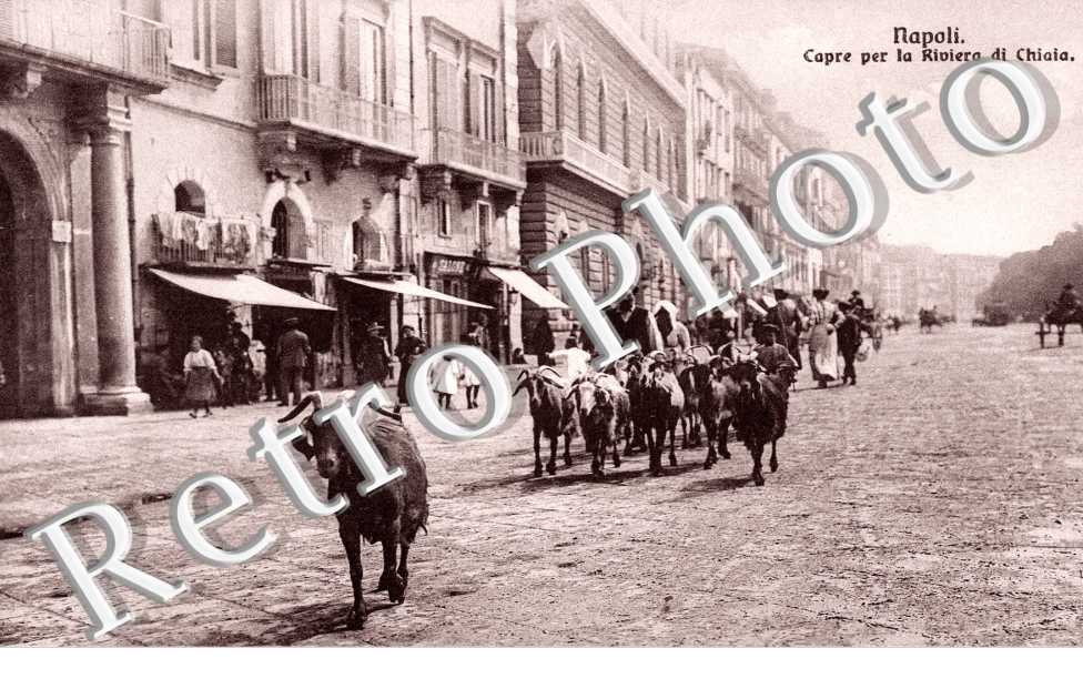 Capre per la Riviera di Chiaia